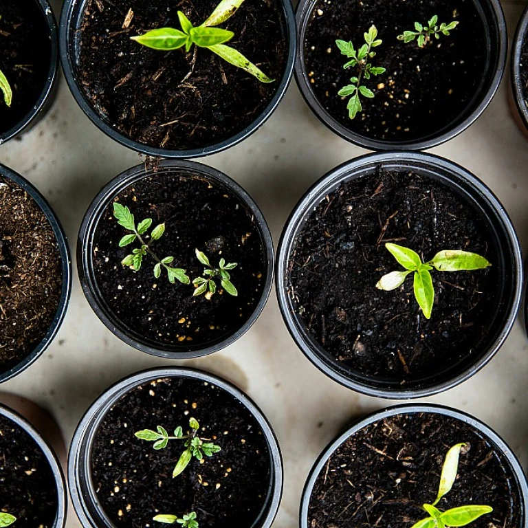 Maîtriser l'Irrigation: Techniques Avancées pour une Gestion de l'Eau Éco-responsable au Jardin