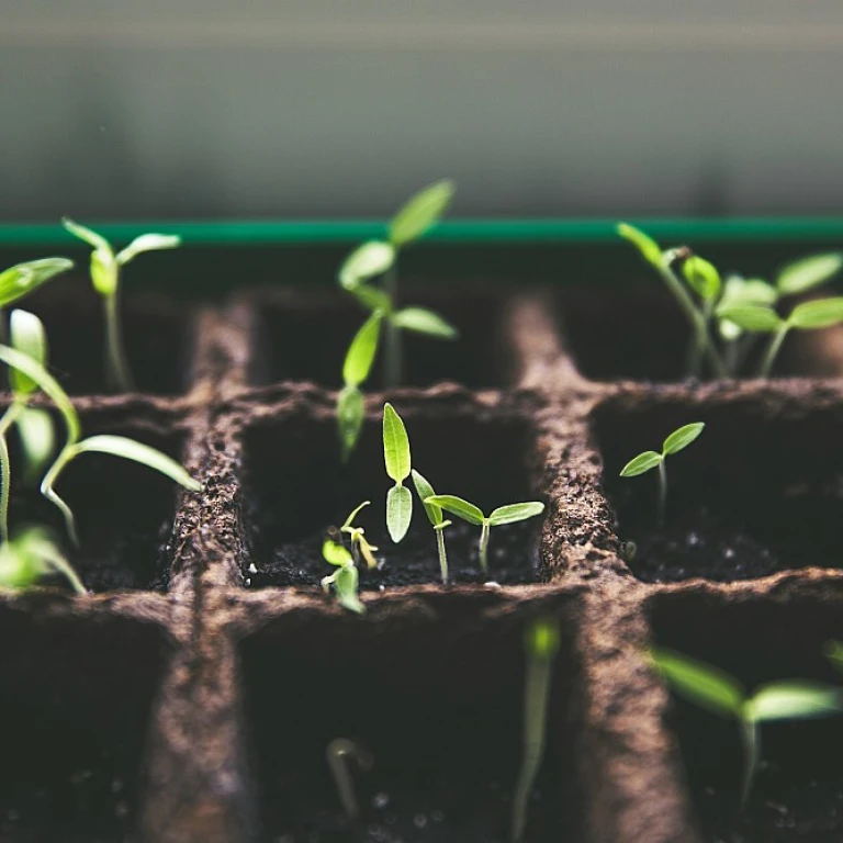 Comment bien tailler le mûrier platane pour un jardin éclatant