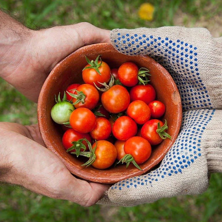 Tout savoir sur l'utilisation des pompes solaires pour votre jardin